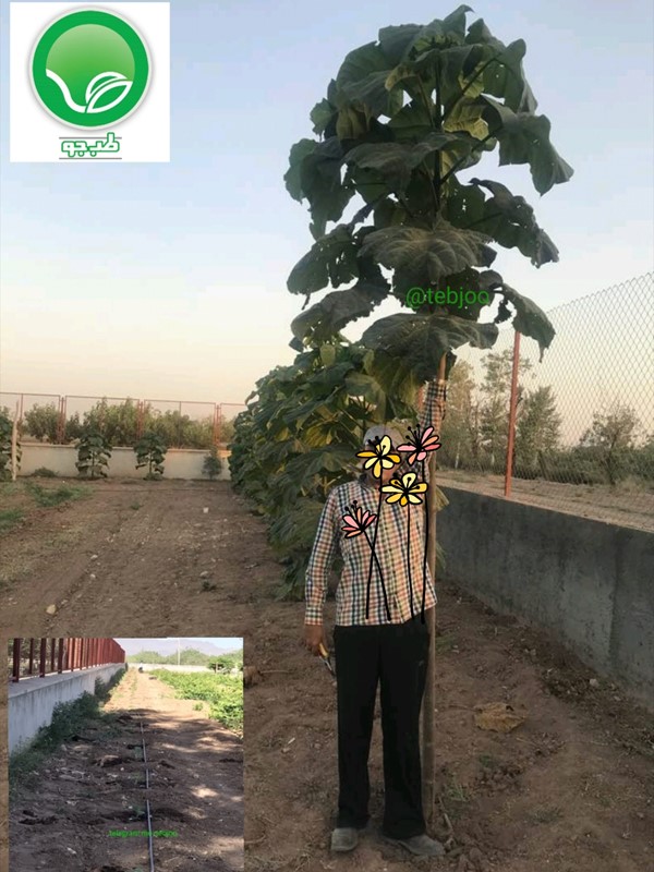 زراعت چوب پالونیا هیبرید طب جو پالونیا شیراز پالونیا هیبریدی درخت پالونیا هیبرید اصلاح شده طب جو قیمت انواع نهال پالونیا زراعت چوب پالونیا هیبرید کاشت درخت پالونیا 